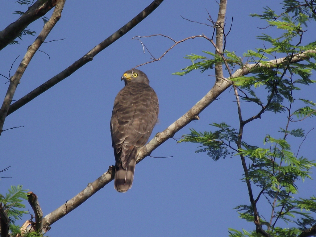 Roadside Hawk from La Huerta, Jal., México on October 11, 2016 at 09:23 ...