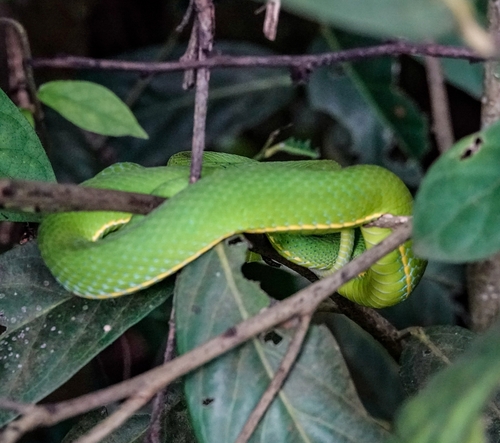 Vogel’s Pit Viper, Trimeresurus vogeli