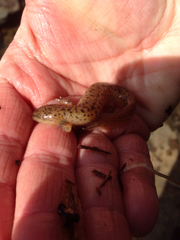 Pseudotriton ruber ruber