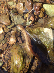 Pseudotriton ruber ruber