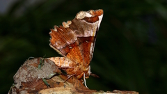 Selenia lunularia
