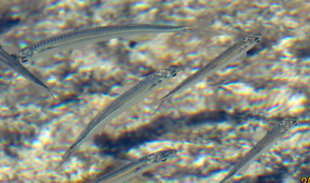 Delicate Round Herring