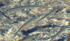 Delicate Round Herring photo 2