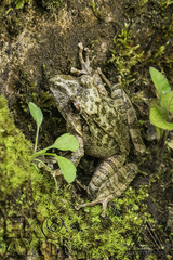 Eleutherodactylus nortoni