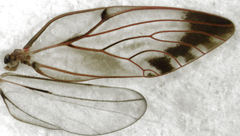 Phellopsylla formicosa