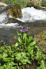 Primula nivalis