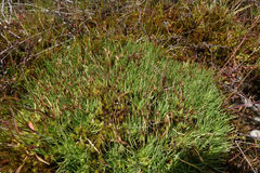 Oreobolus pectinatus