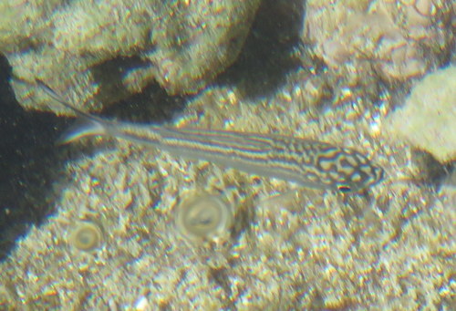Kuhlia sandvicensis