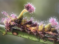 Parasarpa dudu bockii