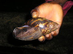 Archachatina marginata