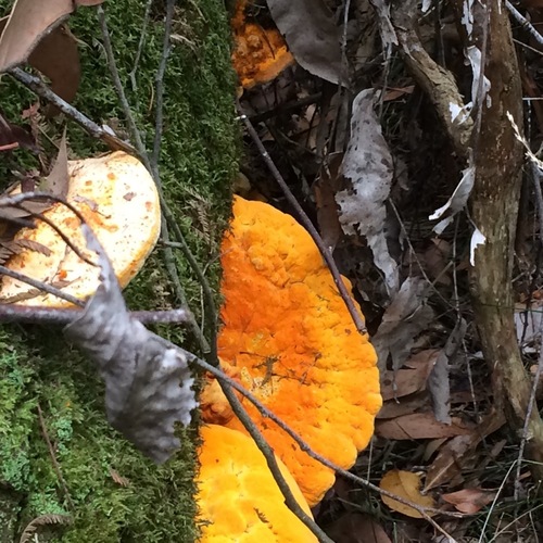 Polyporus australiensis image