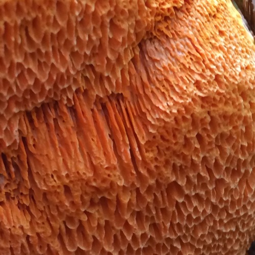 Polyporus australiensis image