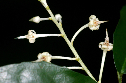 Rinorea angustifolia subsp. ardisiiflora image