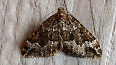 Lampropteryx suffumata