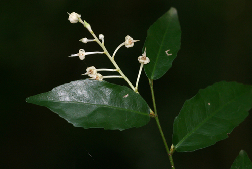 Rinorea angustifolia subsp. ardisiiflora image