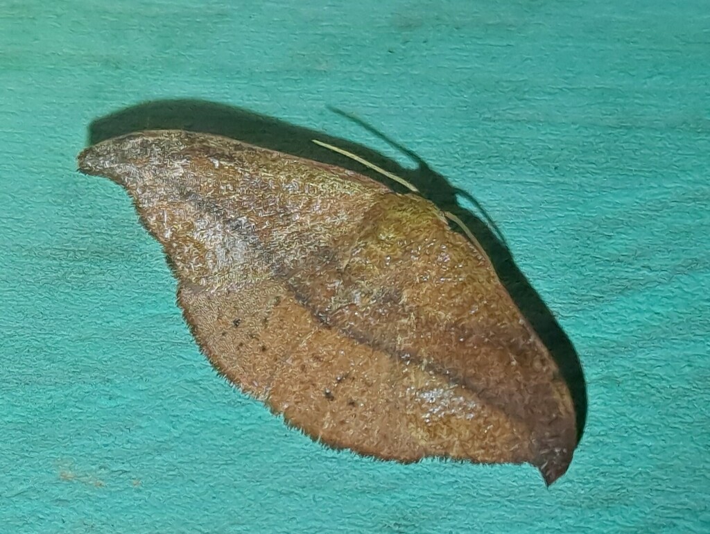 Urogonodes