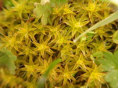 Syntrichia ruraliformis