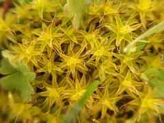 Syntrichia ruraliformis