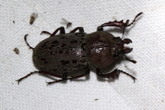 Cacostomus squamosus