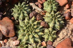 Euphorbia susannae, photograph (c) Rosario Douglas, some rights reserved (CC BY)