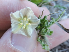 Chamaesaracha coniodes