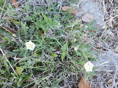 Chamaesaracha coniodes