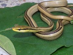 Mexican White-Lipped Snake photo 1