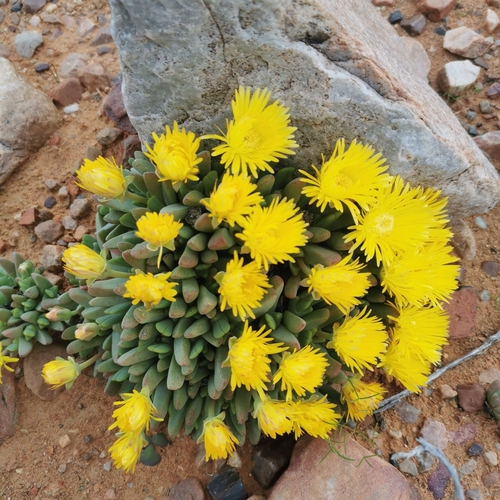 Image of Cheiridopsis namaquensis by no rights reserved