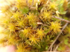 Syntrichia ruraliformis