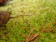 Brachytheciastrum velutinum