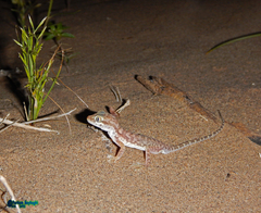 Comb-Toed Gecko photo 4