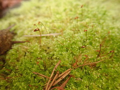 Brachytheciastrum velutinum