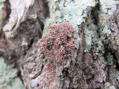 Haematomma flexuosum