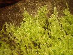 Brachytheciastrum velutinum