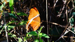 Siproeta epaphus epaphus