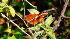 Siproeta epaphus epaphus
