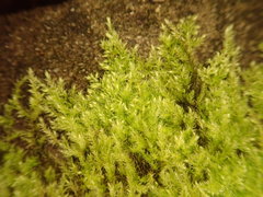 Brachytheciastrum velutinum