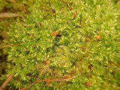 Brachytheciastrum velutinum