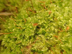 Brachytheciastrum velutinum