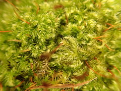 Brachytheciastrum velutinum