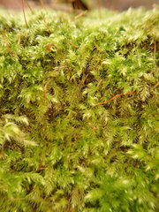 Brachytheciastrum velutinum