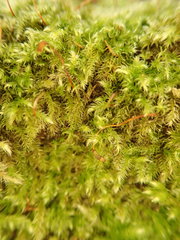 Brachytheciastrum velutinum