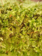 Brachytheciastrum velutinum