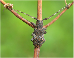 Mesosa nebulosa