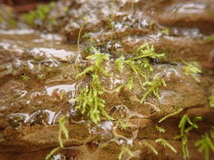 Philonotis capillaris