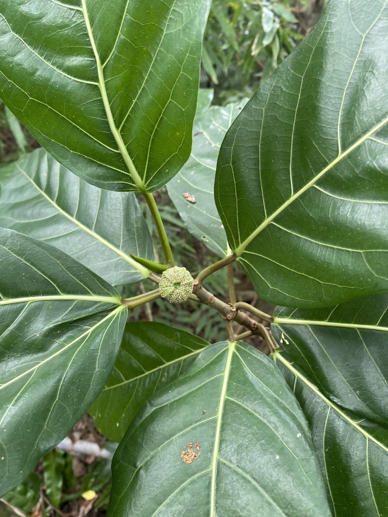 hauli tree from 芝山公園, 士林區, TPE, TW on August 19, 2023 at 02:21 PM by ...