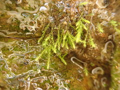 Philonotis capillaris