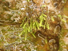 Philonotis capillaris