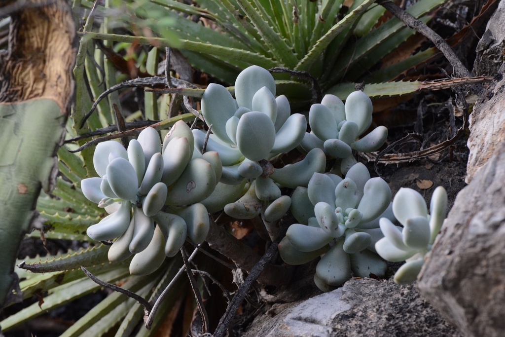 Pachyphytum bracteosum, Metztitlán, Hgo., Mexico