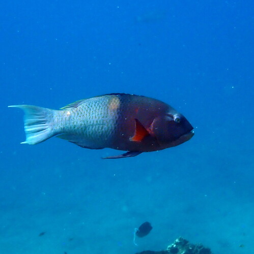 Redbreast Maori Wrasse